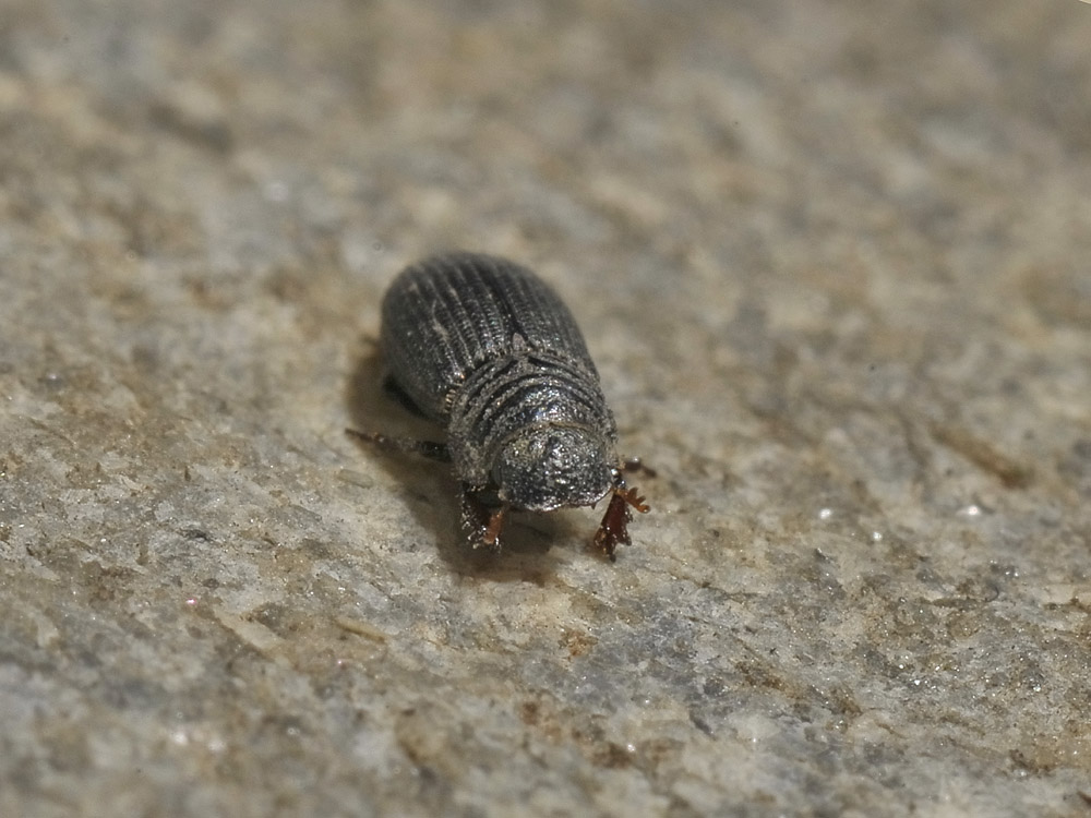 Rhyssemus sp. (Aphodiidae): Rhyssemus cfr. germanus